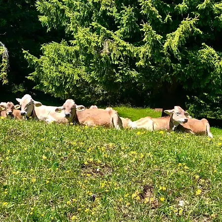 Haus Allod 208 Διαμέρισμα Lenzerheide